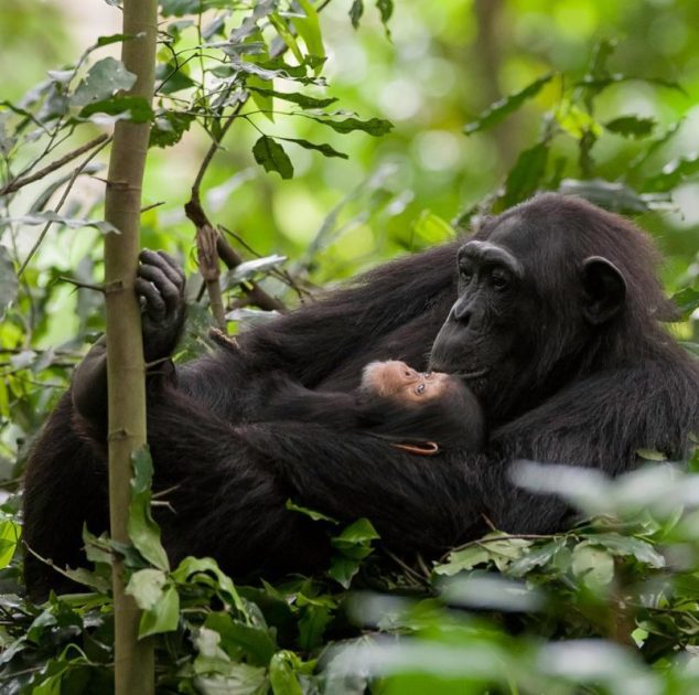 5 Reasons You Need to See Gorillas in Uganda or Rwanda