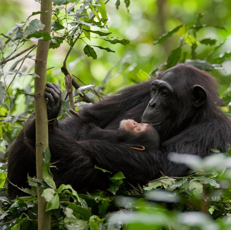 5 Reasons You Need to See Gorillas in Uganda or Rwanda