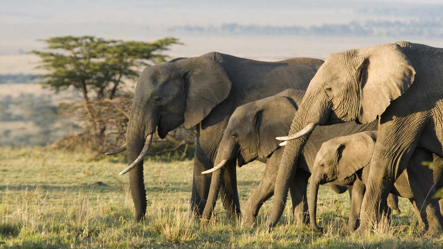 15 Interesting Facts About Elephants