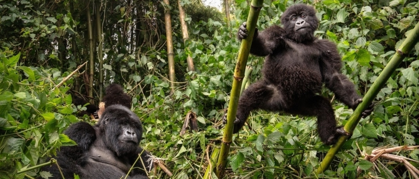 A Guide to Gorilla Trekking in Uganda; Things to know before you go