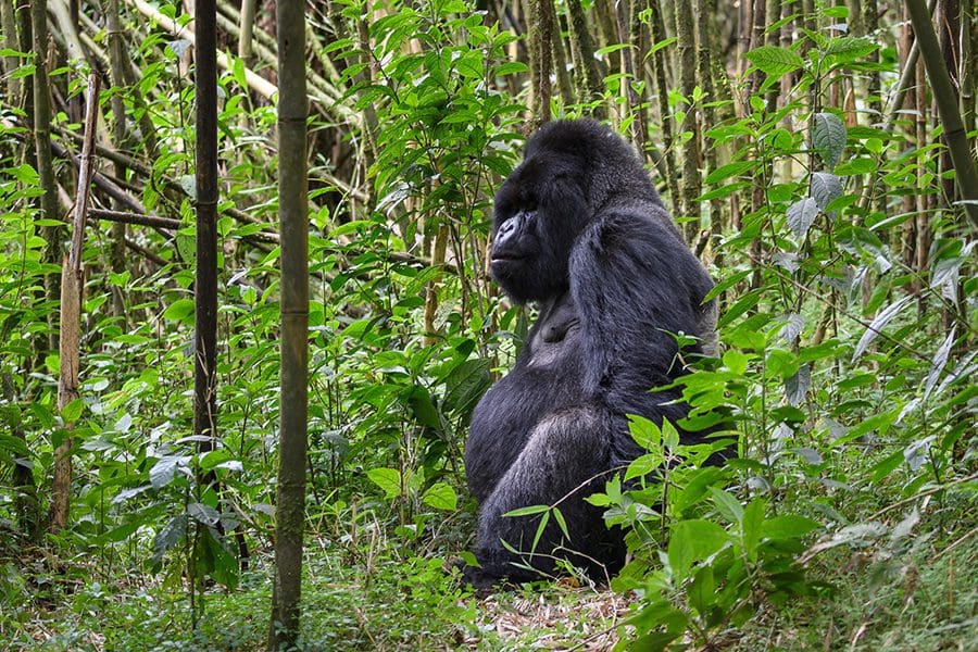 How is safety in Rwanda for Gorilla Trekking?