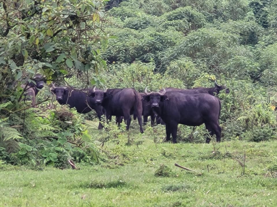What Animals Will I See on Safari in Tanzania Destinations?