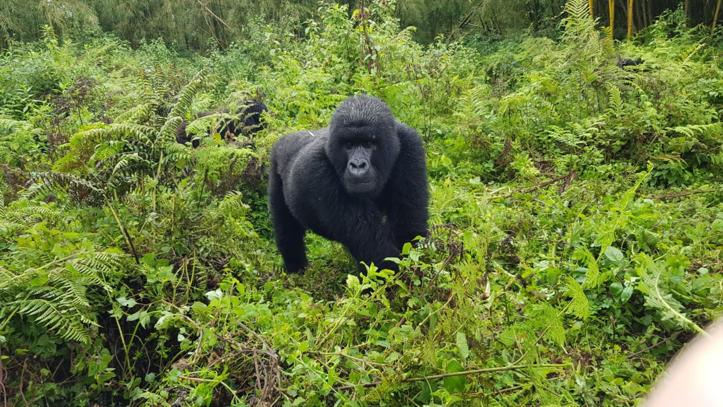 A guide to Chimpanzee Trekking Experience in Kibale Forest National Park
