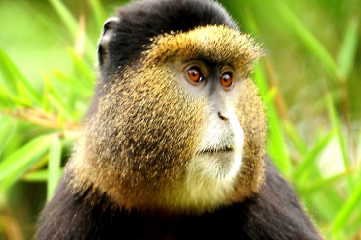 The top 5 excursions and day-trips in Nyungwe National Park