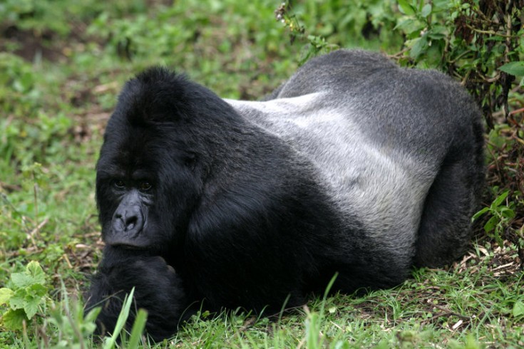 Facts About Silverback Gorillas