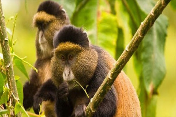 Safari in Nyungwe National Park