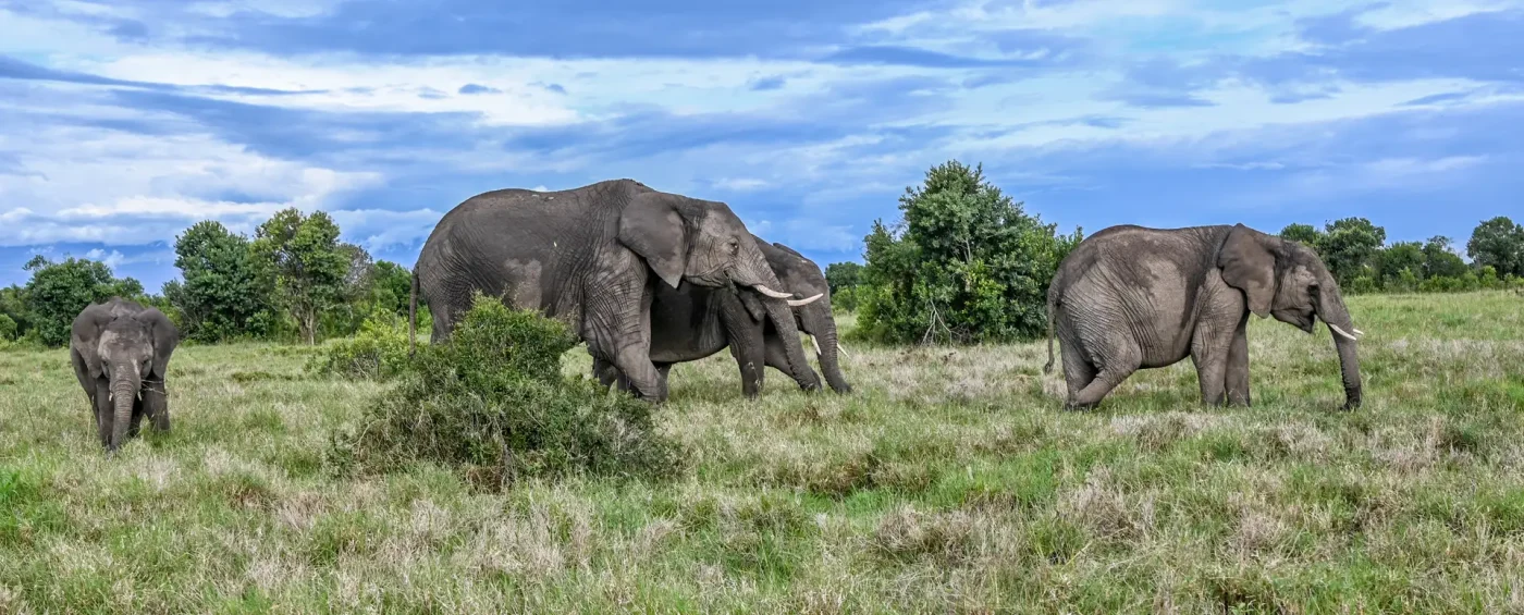 Why One should Take An African Safari