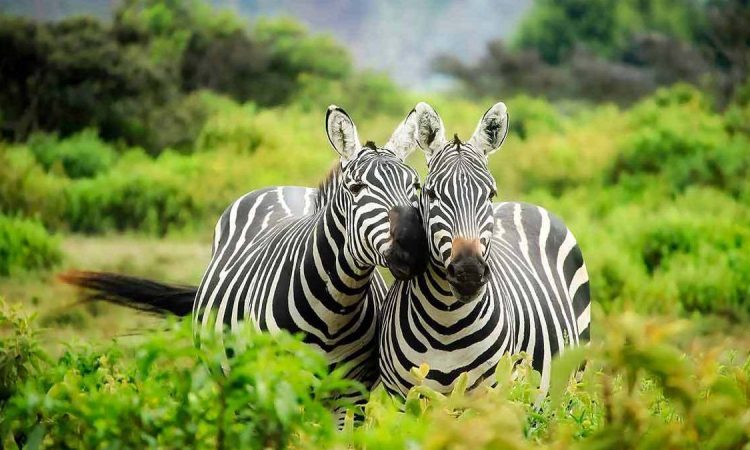 Rwanda Should Be Your Top Travel Destination in 2026