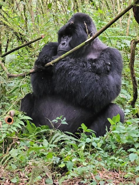 Mountain Gorillas Trekking on budget in Rwanda