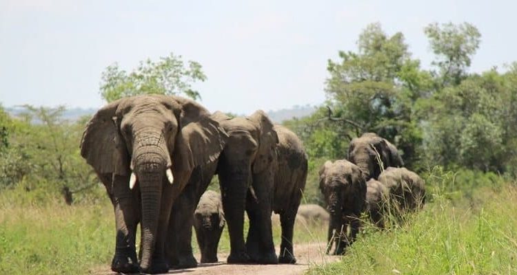 The 6 Best Things To Do in Rwanda in 2022