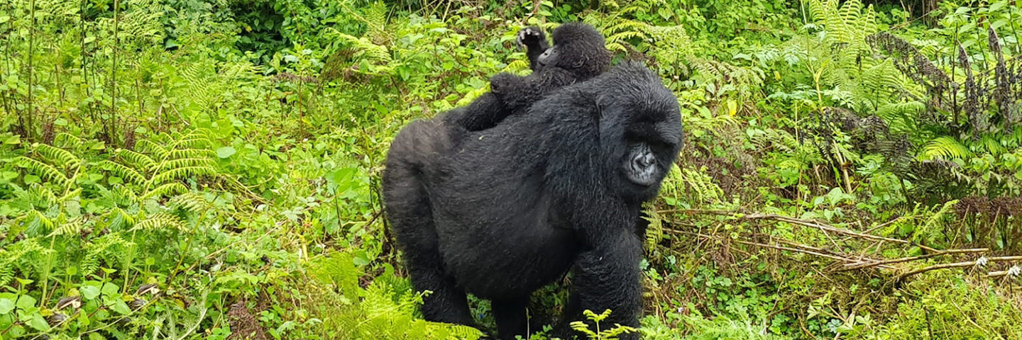 Kwita Izina – Rwanda Gorilla Naming Ceremony