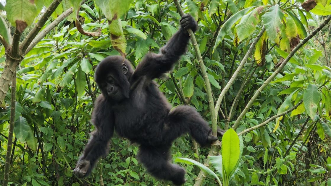 A guide to Where to Experience Mountain Gorillas