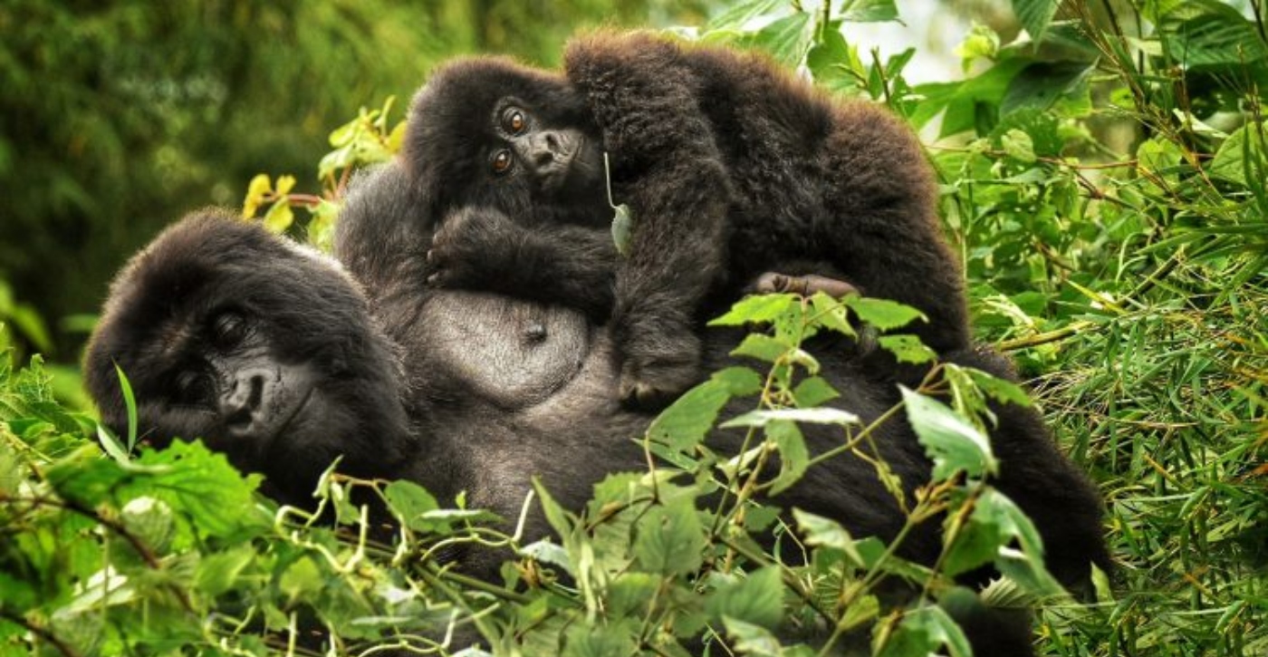 Gorilla Trekking when Pregnant