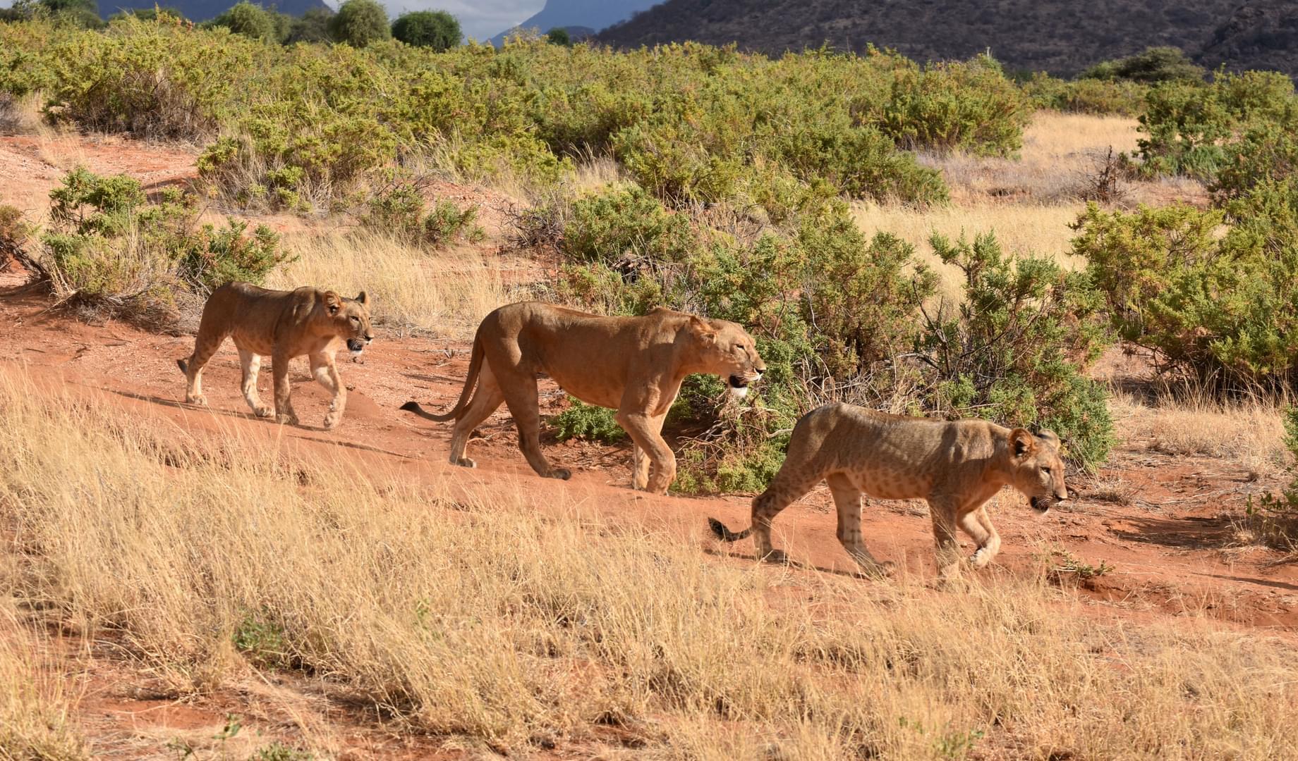Top 10 National Parks in South Africa
