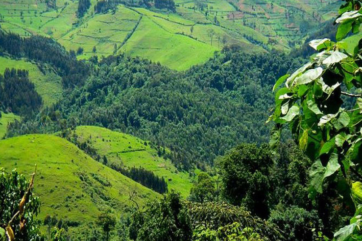Gishwati Mukura National Park