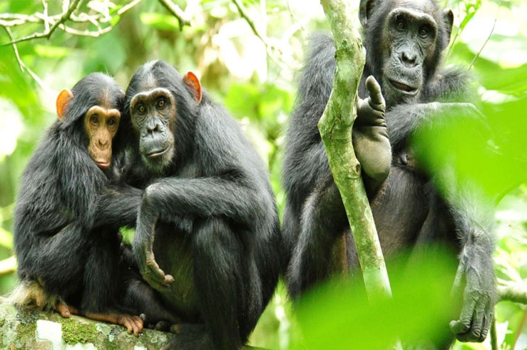 Kibale Forest National Park