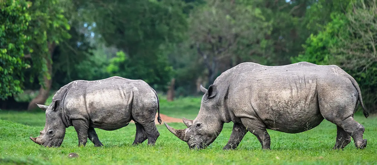 Ziwa Rhino Sanctuary