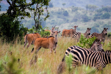 Transfer to Akagera National Park