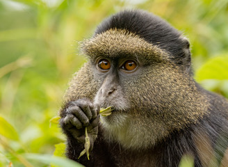 Golden Monkeys excursion and Twin Lake
