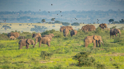 Murchison Fall National Park.