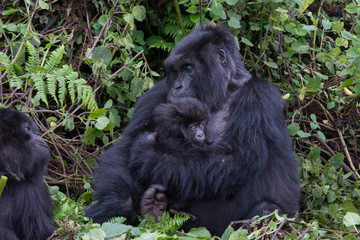 Personalized Gorilla Trekking Experience