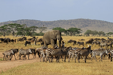 Serengeti National Park (North Lobo)