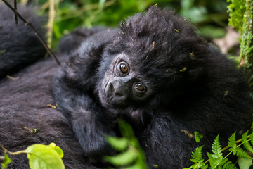 Gorilla Tracking Experience