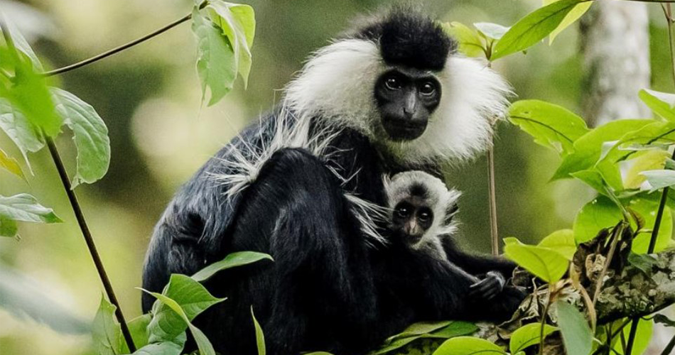 Chimpanzees Trek and Canopy Walkway