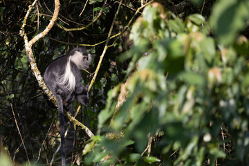 Nyungwe National Park expedition