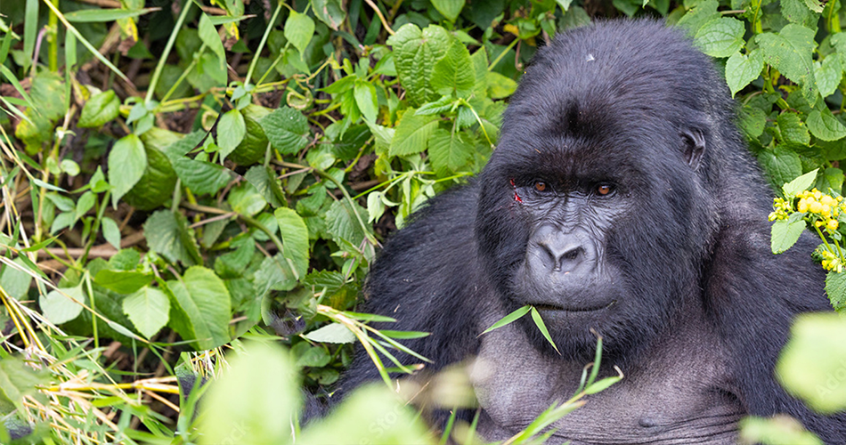Gorilla Trek and Cultural Experience