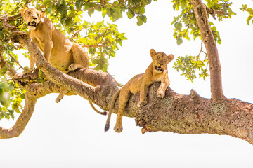 Tree climbingi ions in the Ishasha sector-Queen Elizabeth National Park, Uganda