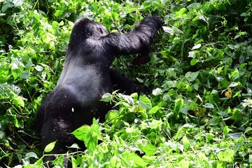 Bwindi or Mgahinga