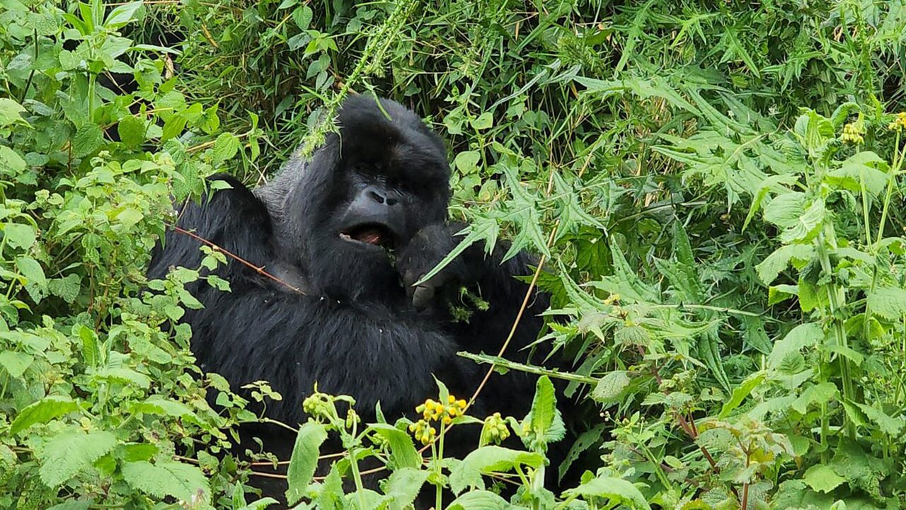 Gorilla Tracking Experience