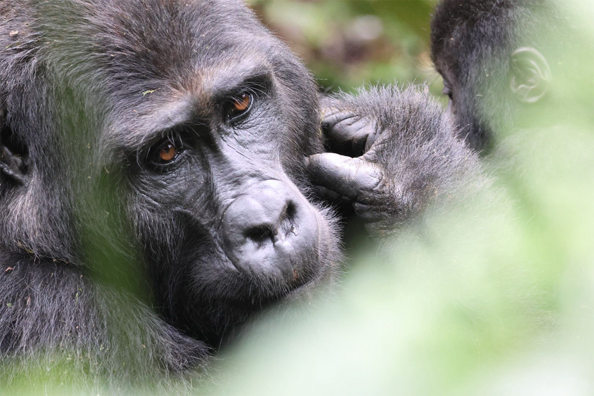 10 Days Rwanda Safari With Gorilla Experience