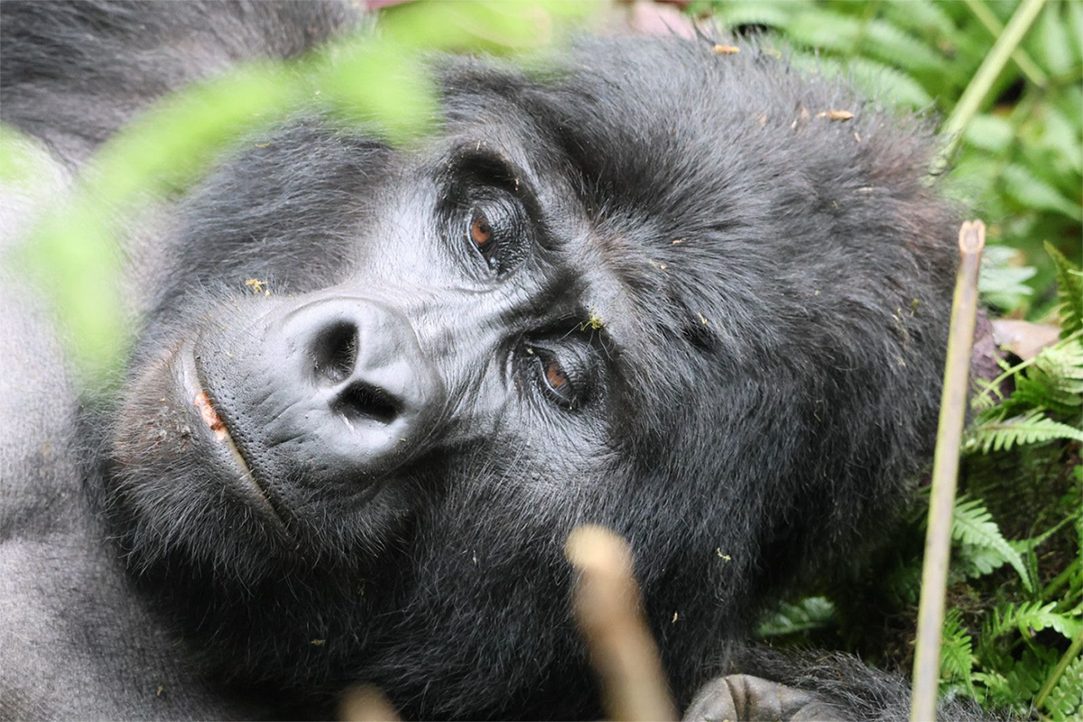 10 Days Uganda Gorilla and Wildlife Safari