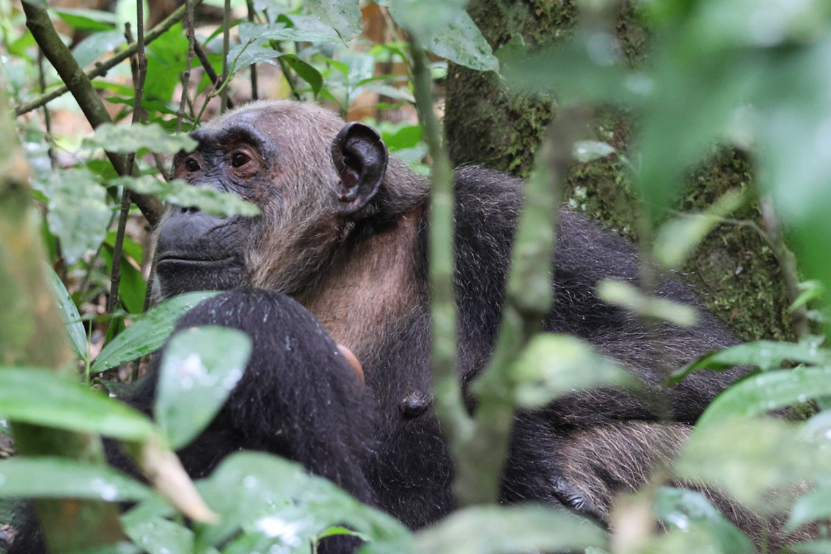 13 Days Rwanda Expedition With Chimpanzees and Gorilla Trekking