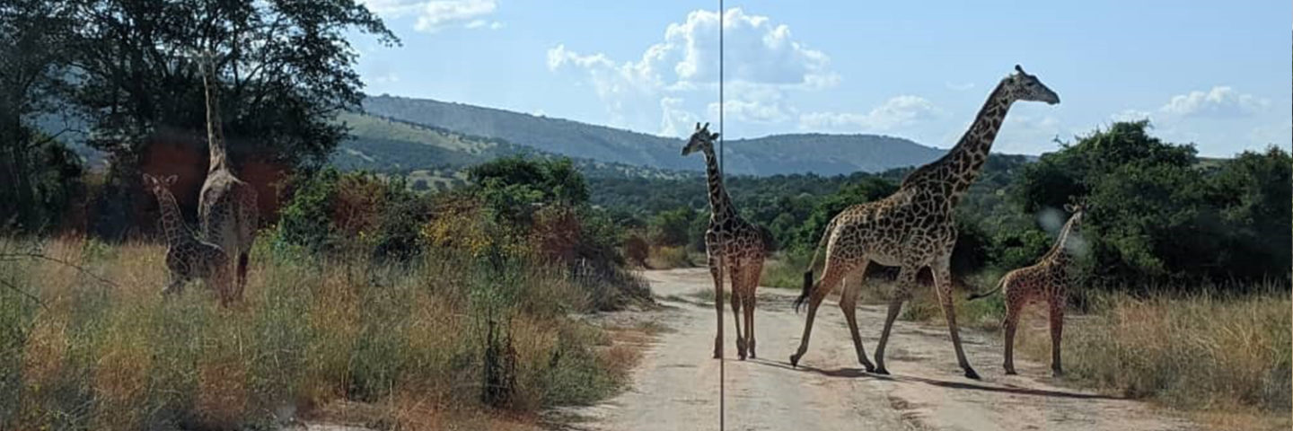 2 Days Akagera National Park safari
