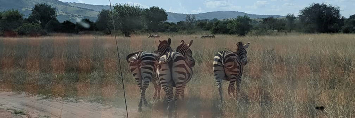 3 Days Akagera National Park Safari