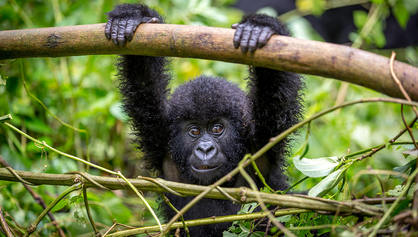 Rwanda Gorilla Tracking Behind The Scene Experience