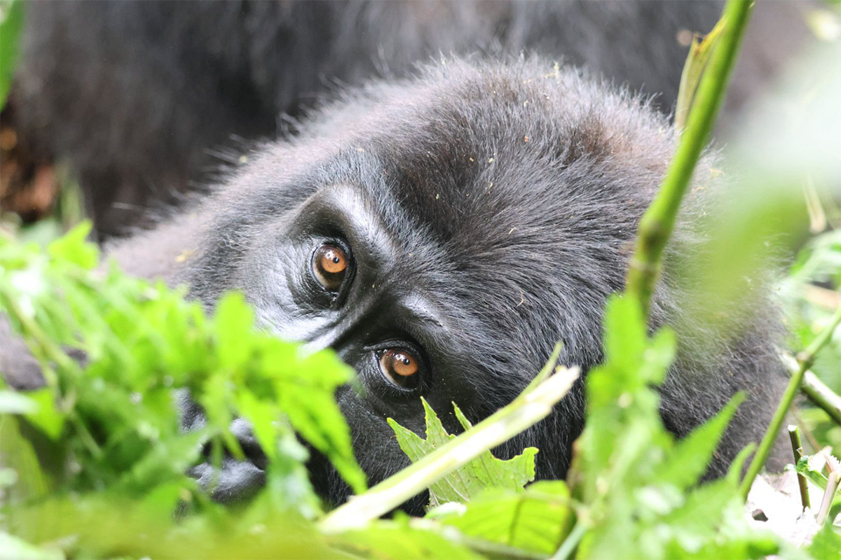 8 Days Best of Uganda Gorilla Trekking Safari