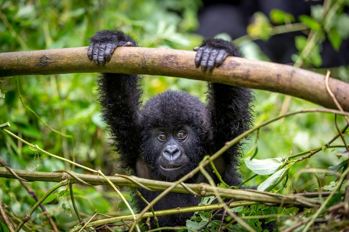 Gorilla Tracking Experience
