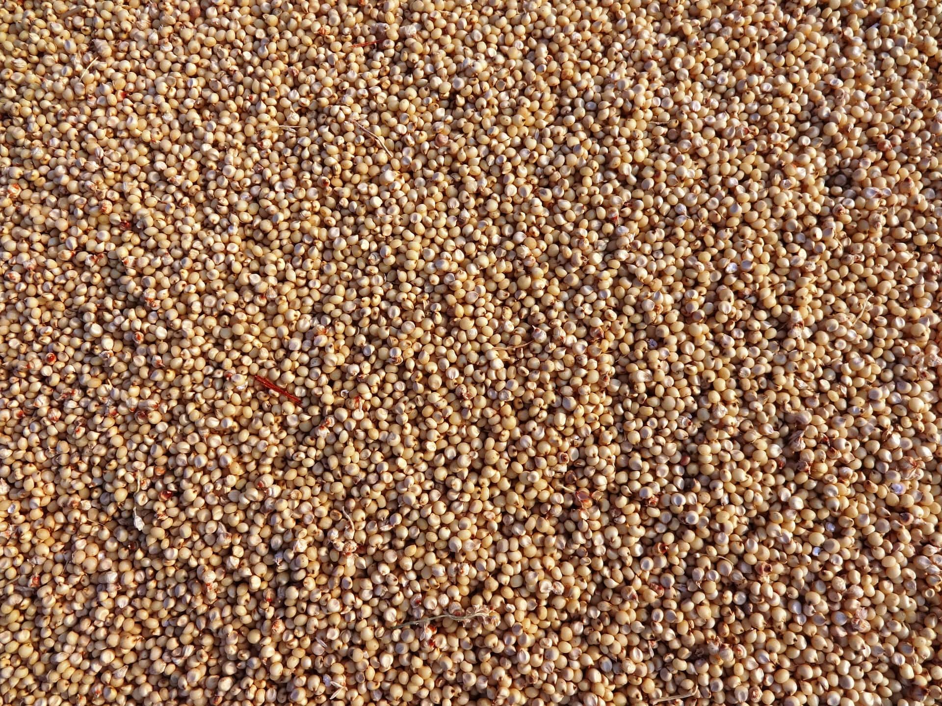 Banana and Sorghum beer production.