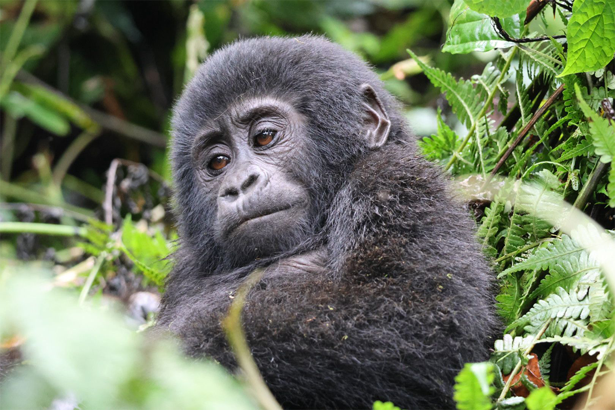 Rwanda Gorilla Tracking Personalized Experience