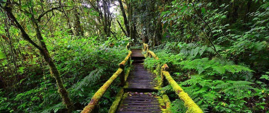 Chimps and Swamp Walk.
