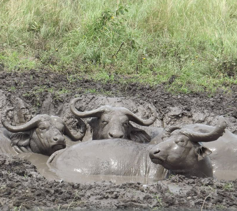 Transfer to Ndutu Area