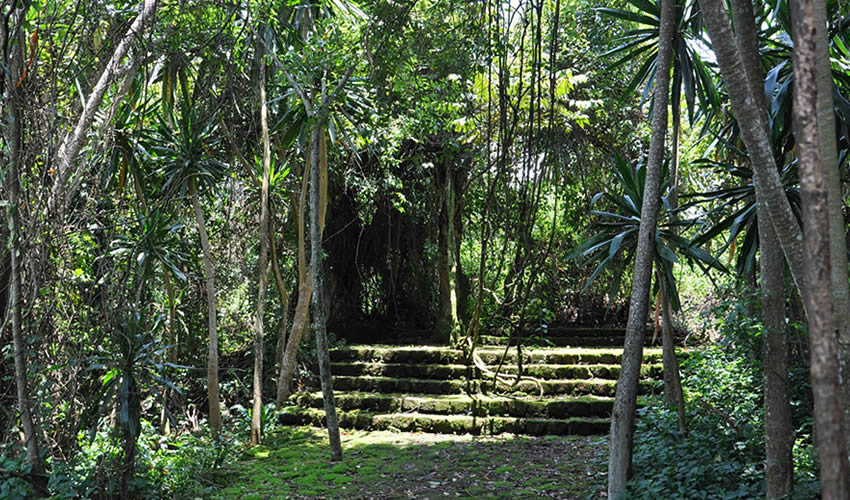 Buhanga Forest and Karisoke