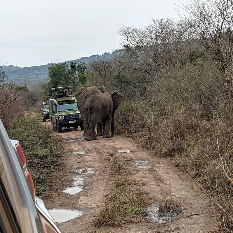 Game Drive
