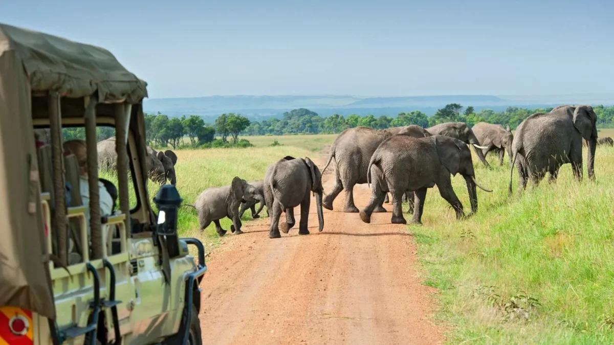 Game Drives and Safaris