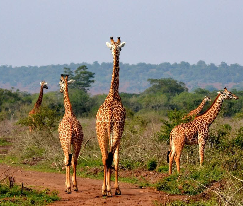 Transfer to Nairobi