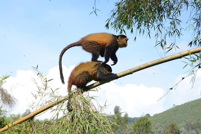 Golden Monkeys trekking experience